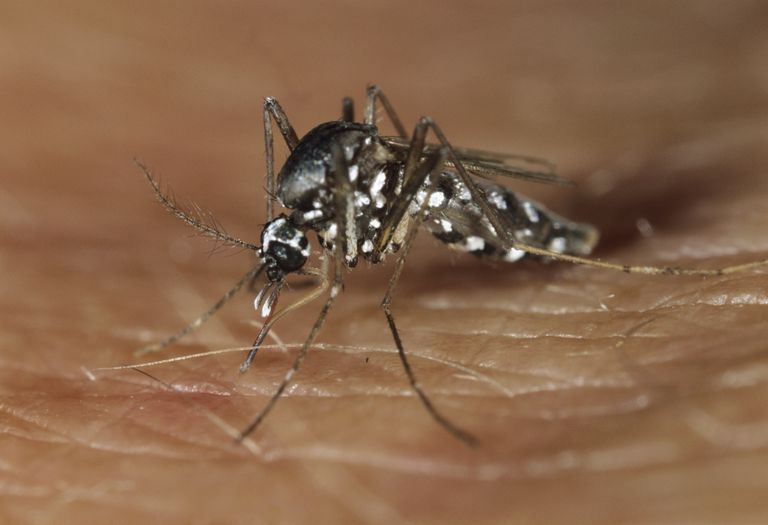 Zika vīruss, Zika vīrusu, Zika vīrusa, Brazīlijas valdība, vīruss izraisa, Aedes aegypti
