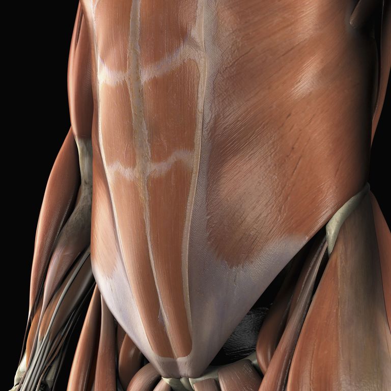 vēdera muskuļi, Gūžas locītavas, linea alba