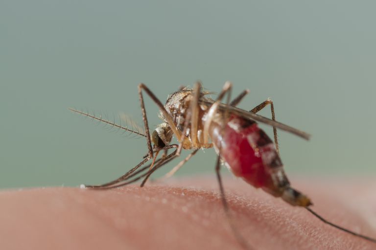 locītavu sāpes, Mayaro vīrusu, Aedes aegypti, daļa cilvēku, gadījumi tika