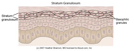 mūsu ādas, slānis atrodas, stratum corneum
