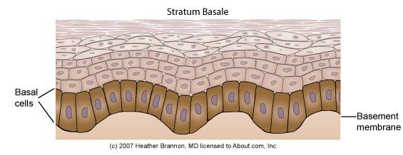 mūsu ādas, slānis atrodas, stratum corneum