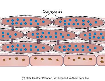 stratum corneum, ķieģeļu javas, šūnu aploksni, apmēram līdz