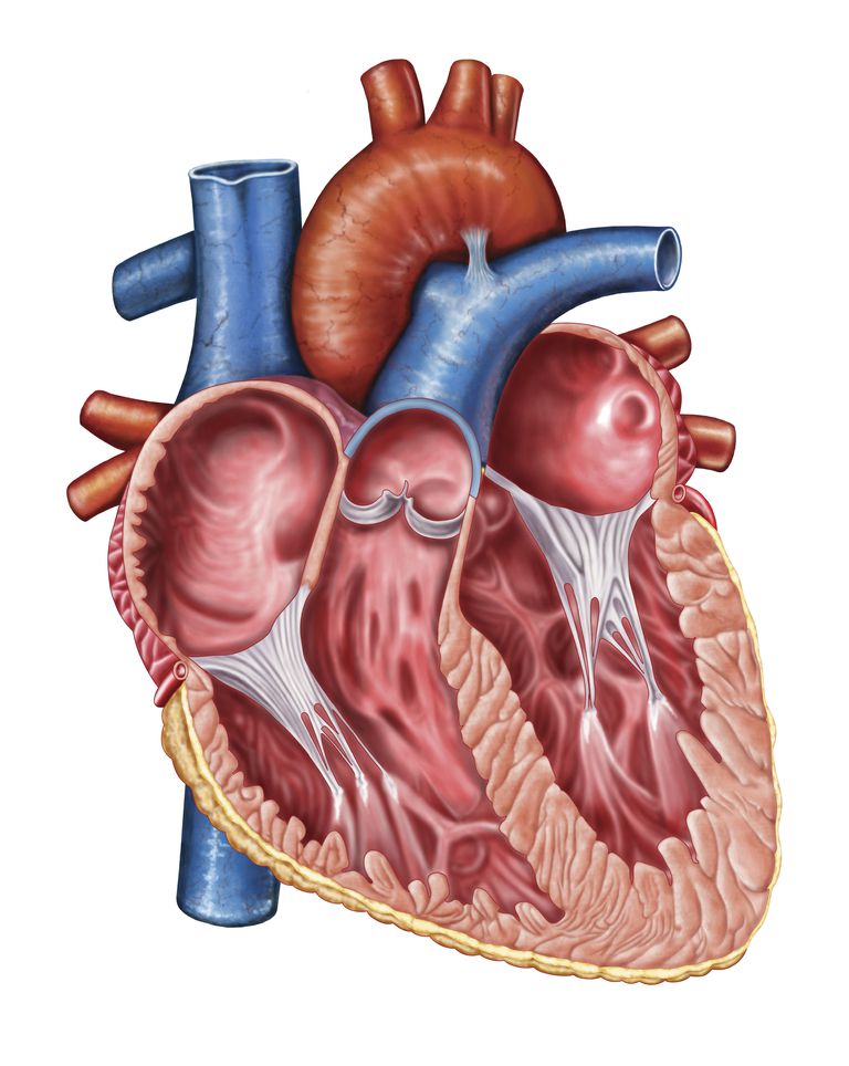 aortas regurgitācija, kreisā kambara, aortas regurgitāciju, aortas vārsts