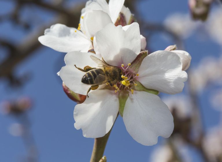 bišu ziedputekšņu, alerģijas simptomus, bišu ziedputekšņi, alerģija pret