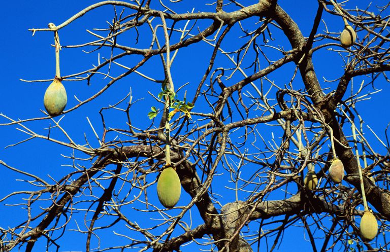 baobaba augļus, antioksidantu avotu, augļus lieto, bagātu antioksidantu, bagātu antioksidantu avotu, baobaba augļi