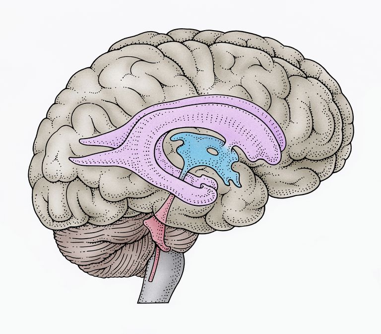 centrālo nervu, centrālo nervu sistēmu, ļoti svarīga, ļoti svarīga centrālo, nervu sistēmu, svarīga centrālo