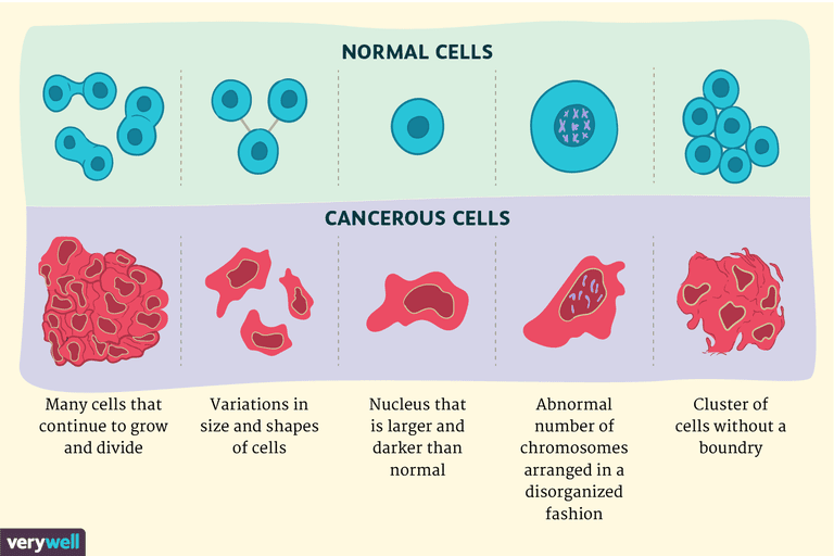 vēža šūnām, vēža šūnu, šūnām vēža, normālajām šūnām, normālas šūnas, starp vēža