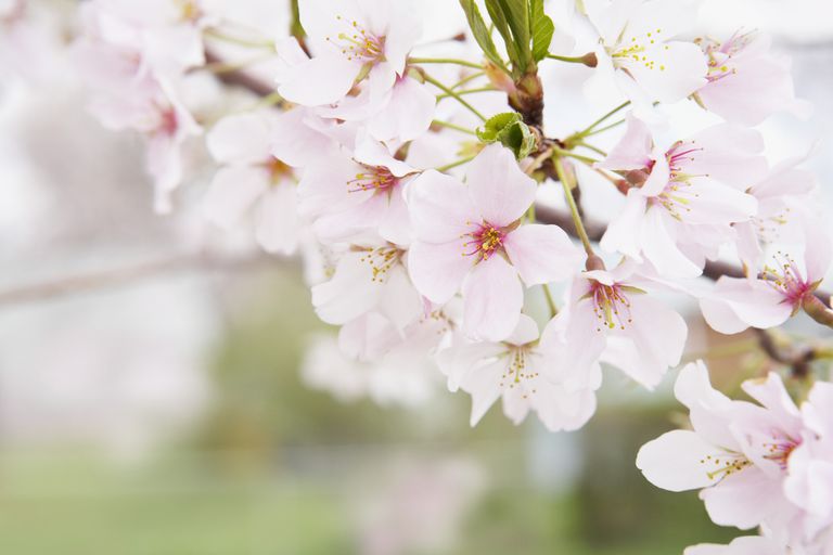 Cherry Blossom, Cherry Blossoms, karti reģistrēties, katru gadu