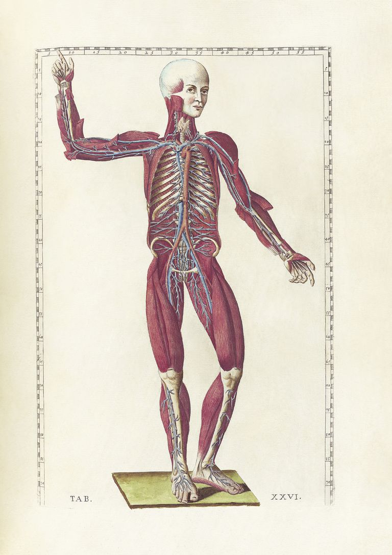 Johns Hopkins, ķermeņa daļas, ķermeņa daļu, pacientiem kuriem