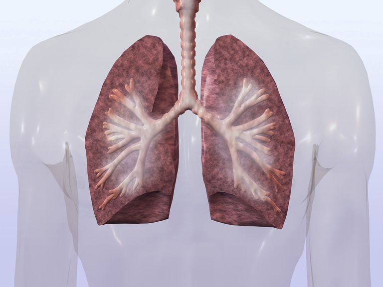 HOPS Pathophysiology, iekaisuma reakciju, lieko gļotu, Plaušu mērķis, tiek noņemts