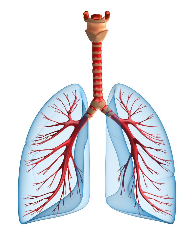 plaušu vēža, caur jūsu, tiek veikta, endobronhialu ultraskaņu