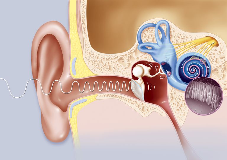 vidējā auss, Vidējās auss, auss cilindrs, Eustachian Tube, eustaksijas caurules, kakla aizmugurē