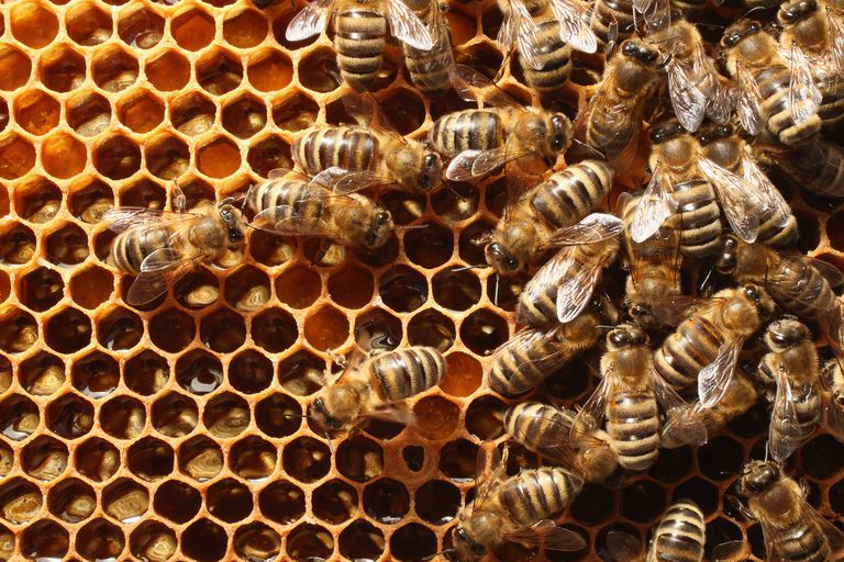 bišu indu, bišu produktu, izmantots ārstētu, lieto ārstētu, norāda medus