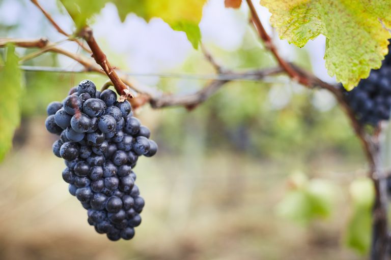 dabiskais vīns, dabiskā vīna, tiek ražots, darīšanas procesā