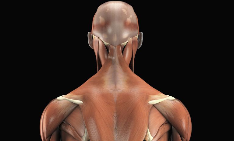 muguras muskuļi, plecu lāpstiņas, Latissimus Dorsi, lielāko daļu, muguras muskuļu