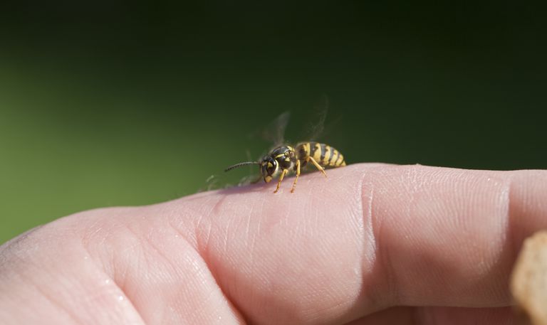 medus bites, alerģija pret, Uguns skudras, alerģija pret bitēm, daļai cilvēku