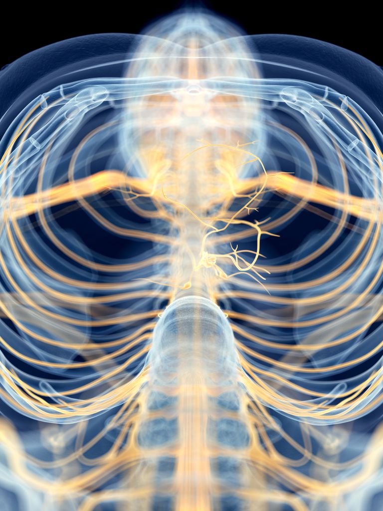 nervu sistēma, autonomā nervu sistēma, autonomo nervu, autonomo nervu sistēmu, nervu sistēmu, autonomā nervu