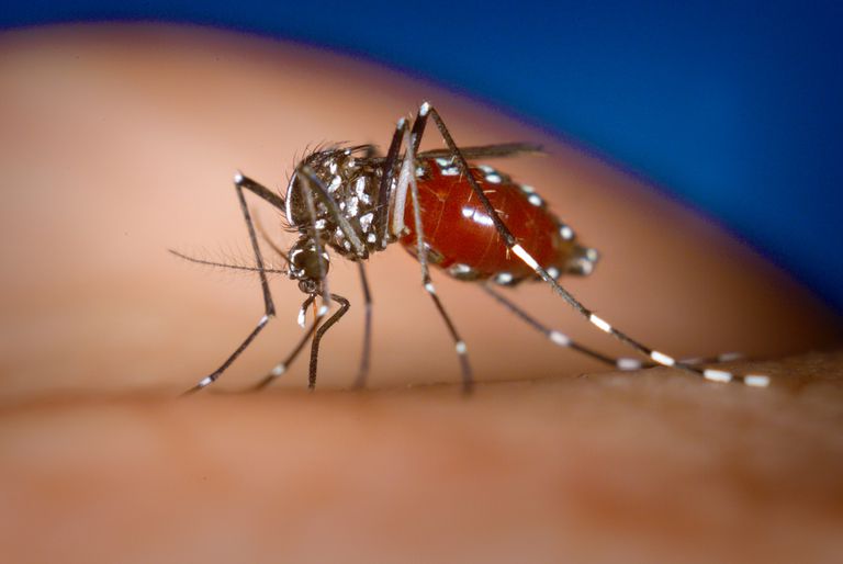 Aedes albopictus, Karību jūras, jūras reģionā, Karību jūras reģionā, 2013 gadā