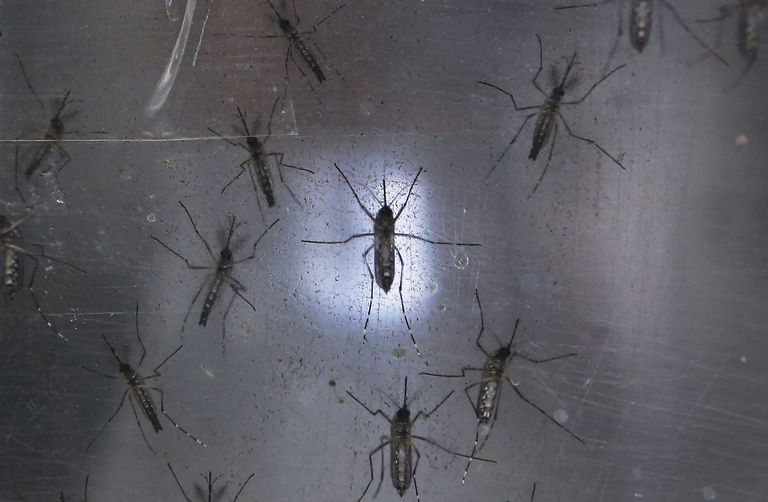 piemēram Aedes, tikai aptuveni, vairāk nekā, Aedes albopictus, Aedes Zika