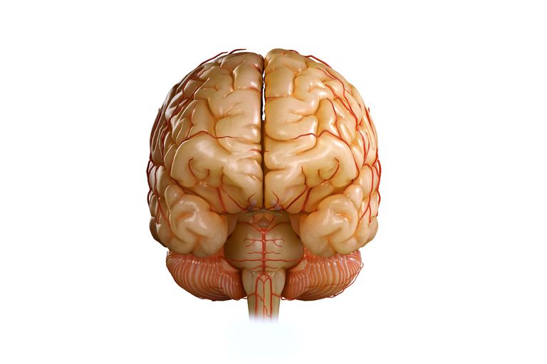 galvas traumas, maiņa notiek, smadzenes centra, smadzeņu centrā, vidēja līnijas