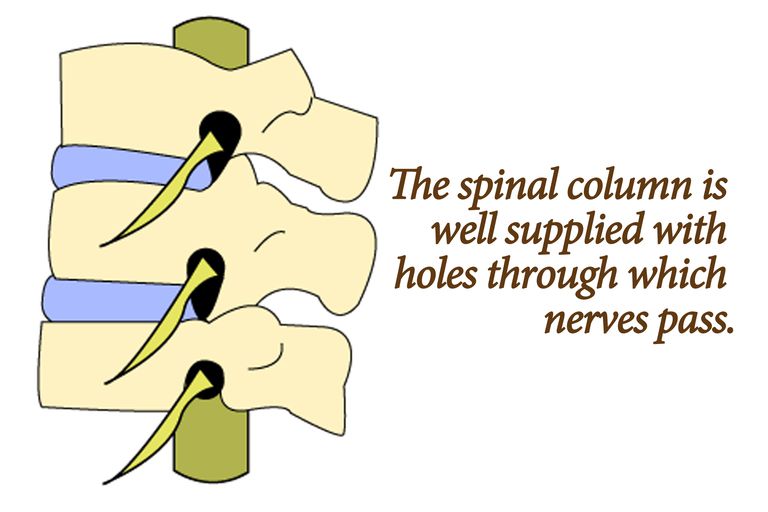 nervu sakni, atrodas mugurkaula, atrodas mugurkaula sānos, centrālās kanāla, citus simptomus, kodols pulposus