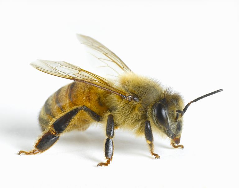 bišu sting, pētījumi liecina, stingra terapija, bišu sting terapiju, bišu stingra, bišu stinguma