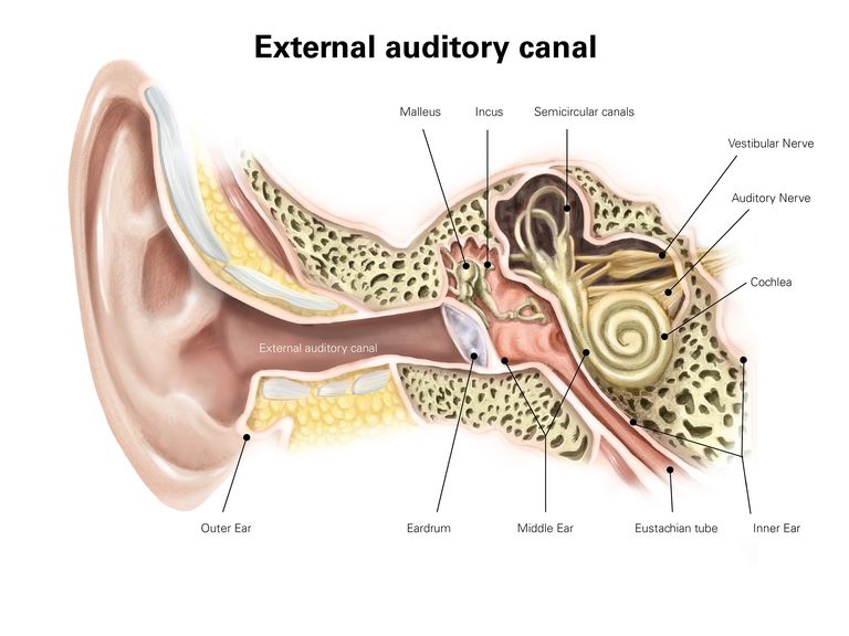 ausu caurules, eustaksija caurule, iekšējās auss, autofonijas simptomus, Eustachian Tube, eustāhijas caurules