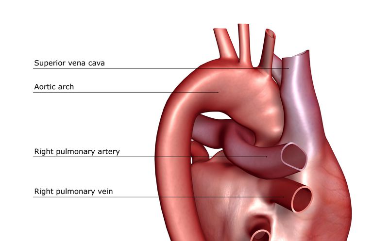 riska faktori, mūsu sirds, plaušu artērijā, artērijas plaušu