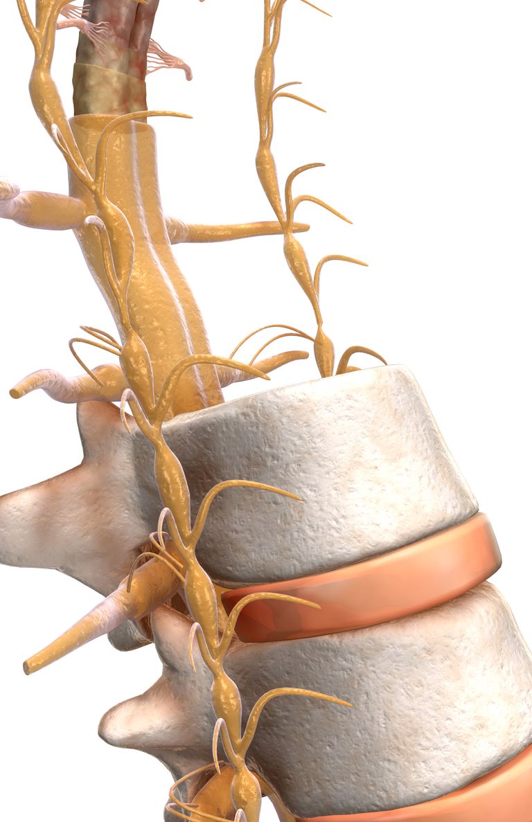 mugurkaula nervu, mugurkaula nerva, nervu saknes, nervu sistēmas, centrālās nervu, centrālās nervu sistēmas