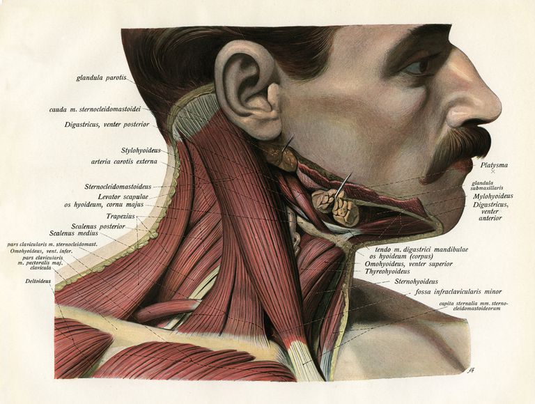 kaula apakšā, krūšu kaula, aizmugurējā aizmugurējā, galvu labi, kakla locītavas, kakla pagarinājuma