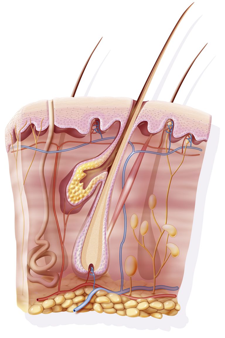 zemādas audos, subkutāno audu, ādas slānis, audi darbojas, ķermeņa temperatūru