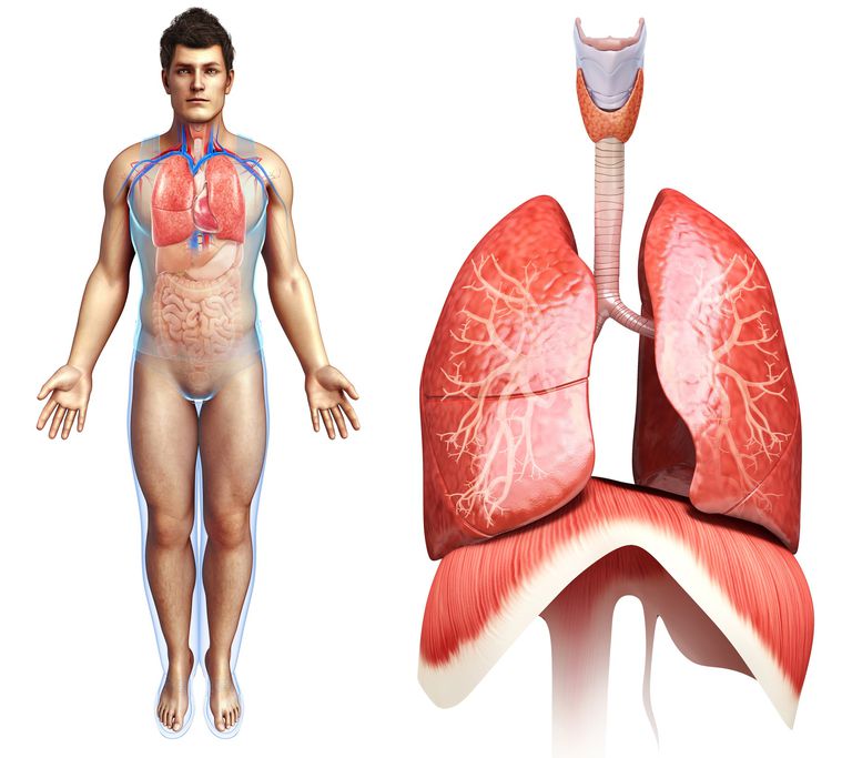 elpošanas sistēma, atrodas starp, Augšējā elpošanas, Augšējā elpošanas sistēma