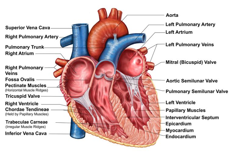 aortas vārsts, TAVR procedūra, aortas stenozes, aortas vārstuļa, aortas stenozi, aortas vārstu
