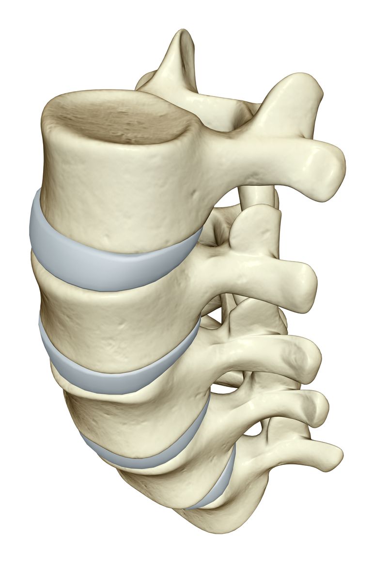 muguras smadzenes, pars defekts, šķērsvirziena procesi, atrodas abās, hernijas disku, kaulainā gredzena