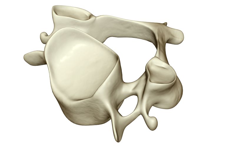 muguras smadzenes, pars defekts, šķērsvirziena procesi, atrodas abās, hernijas disku, kaulainā gredzena