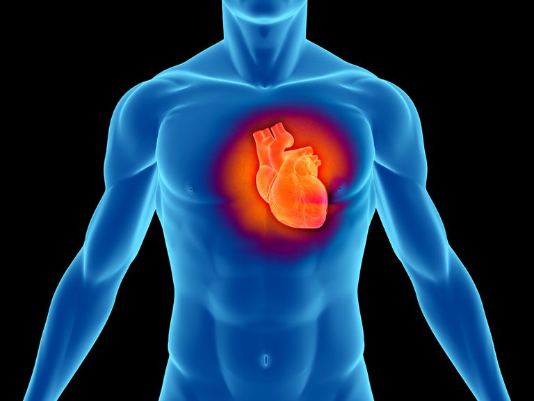 kreisā kambara, asinsspiedienu Sirds, ātri reaģēt, cilvēka sirds