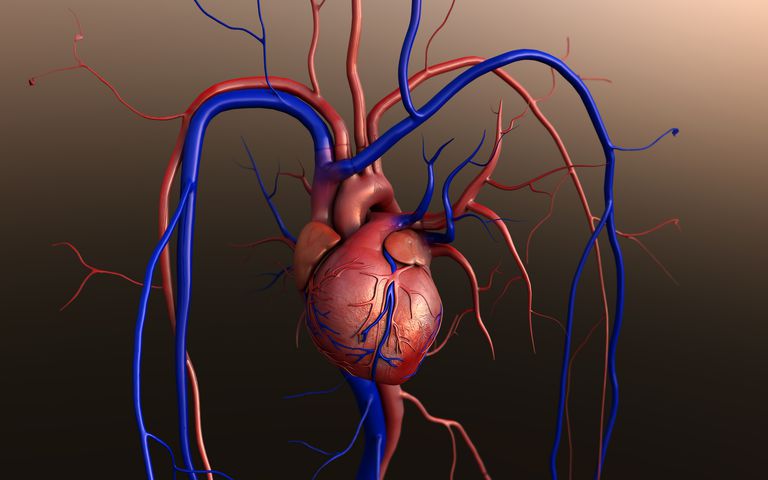 jaunu sirdi, sirds mazspējas, sirds tiek, sirds transplantācija