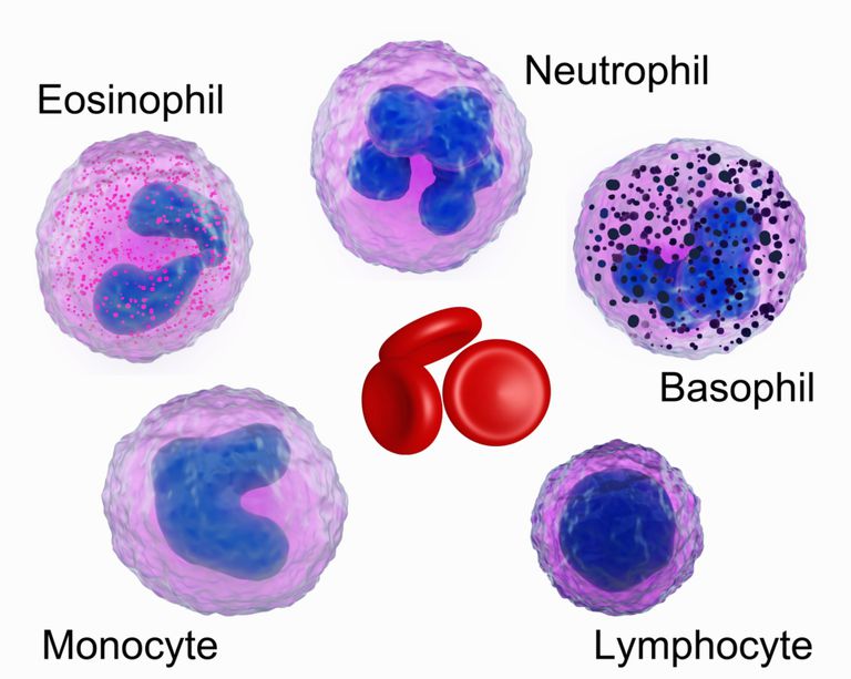 eozinofīlu skaits, eozinofīlu skaitu, asins šūnu, balto asins, balto asins šūnu, jūsu eozinofīlu