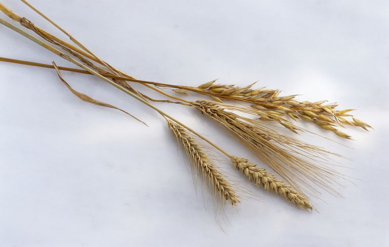 lipekļa graudi, glutēna graudiem, Lielākā daļa, atradīsit kviešus
