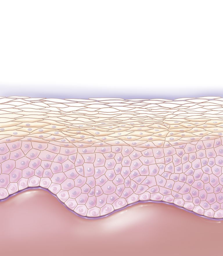 ādas šūnas, stratum corneum, dziedzeri rada, izraisa pūtītes