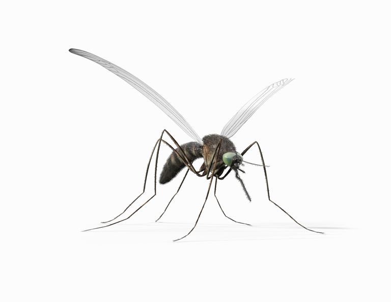 bioloģiskais vektors, Dažādas sugas, parasti apspriež, runā vektoriem, samazināt Zika