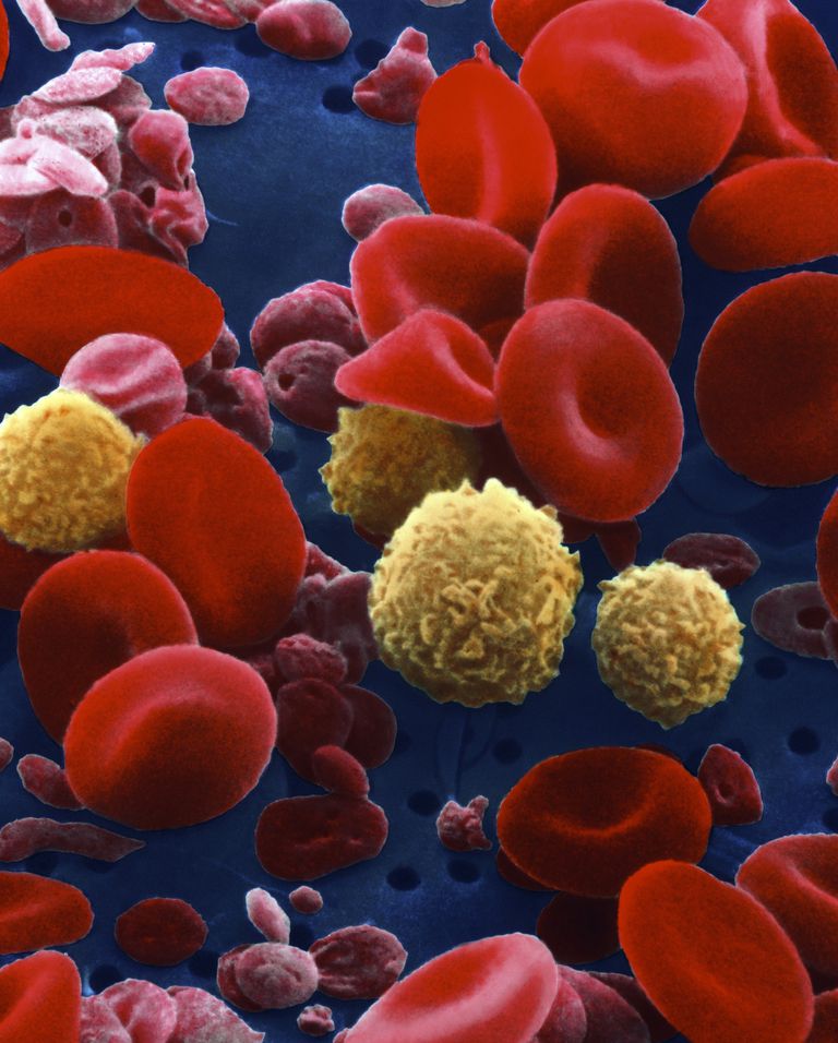 asins šūnu, sarkano asins, sarkano asins šūnu, kaulu smadzeņu, Ģenētiskā mutācija