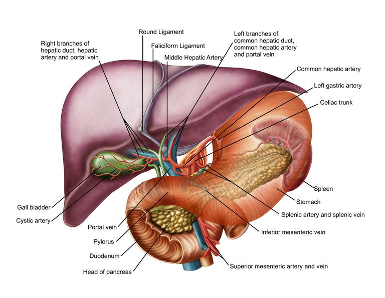 portāls hipertensija, asins plūsma, izraisa portāla, izraisa portāla hipertensija, portāla hipertensija