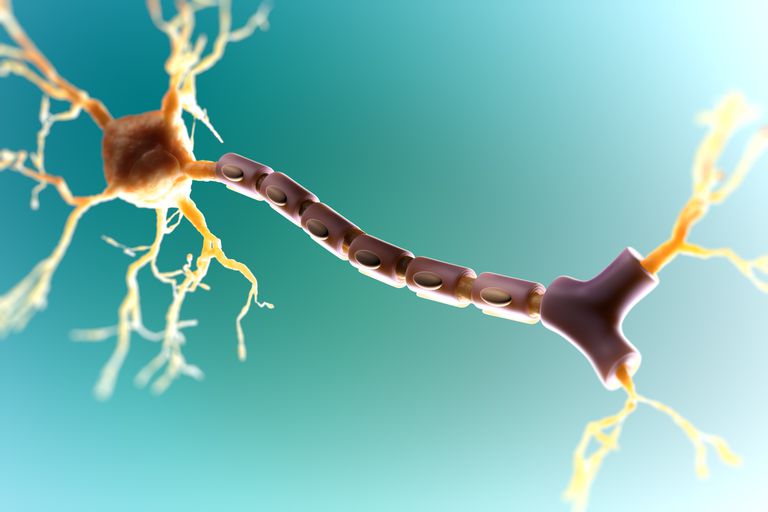 nervu šūnu, centrālajā nervu, centrālajā nervu sistēmā, multiplās sklerozes
